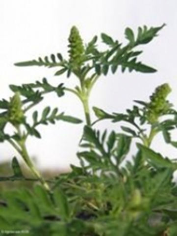 Disposizioni contro la diffusione della pianta Ambrosia Artemisiifolia