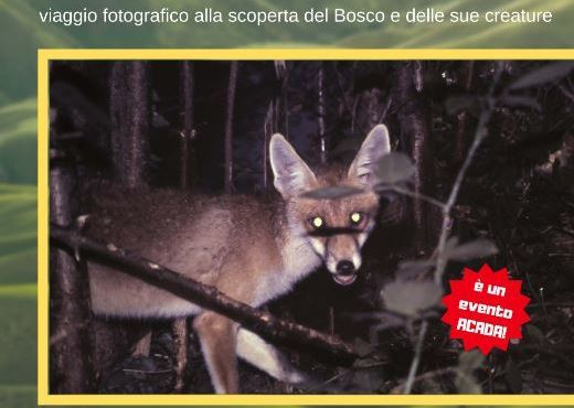 La vita nel bosco